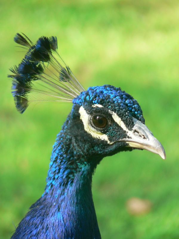 Peacock