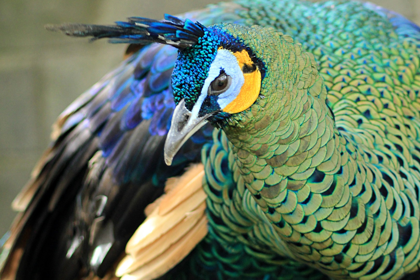 peacock