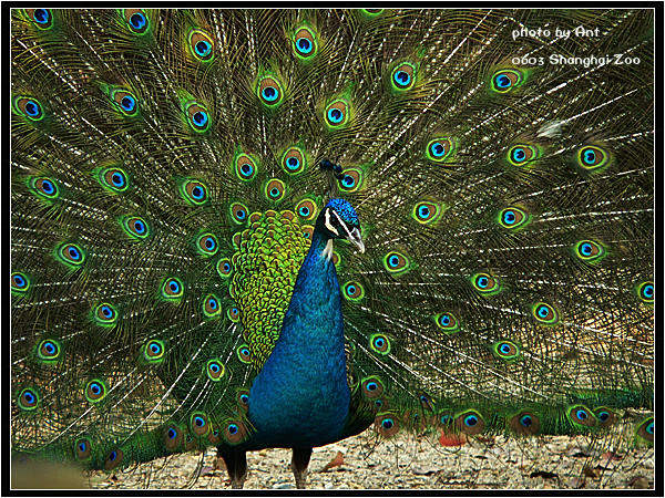 peacock