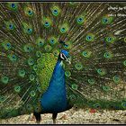 peacock