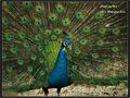 COM: peacock von Douglas2 Chen