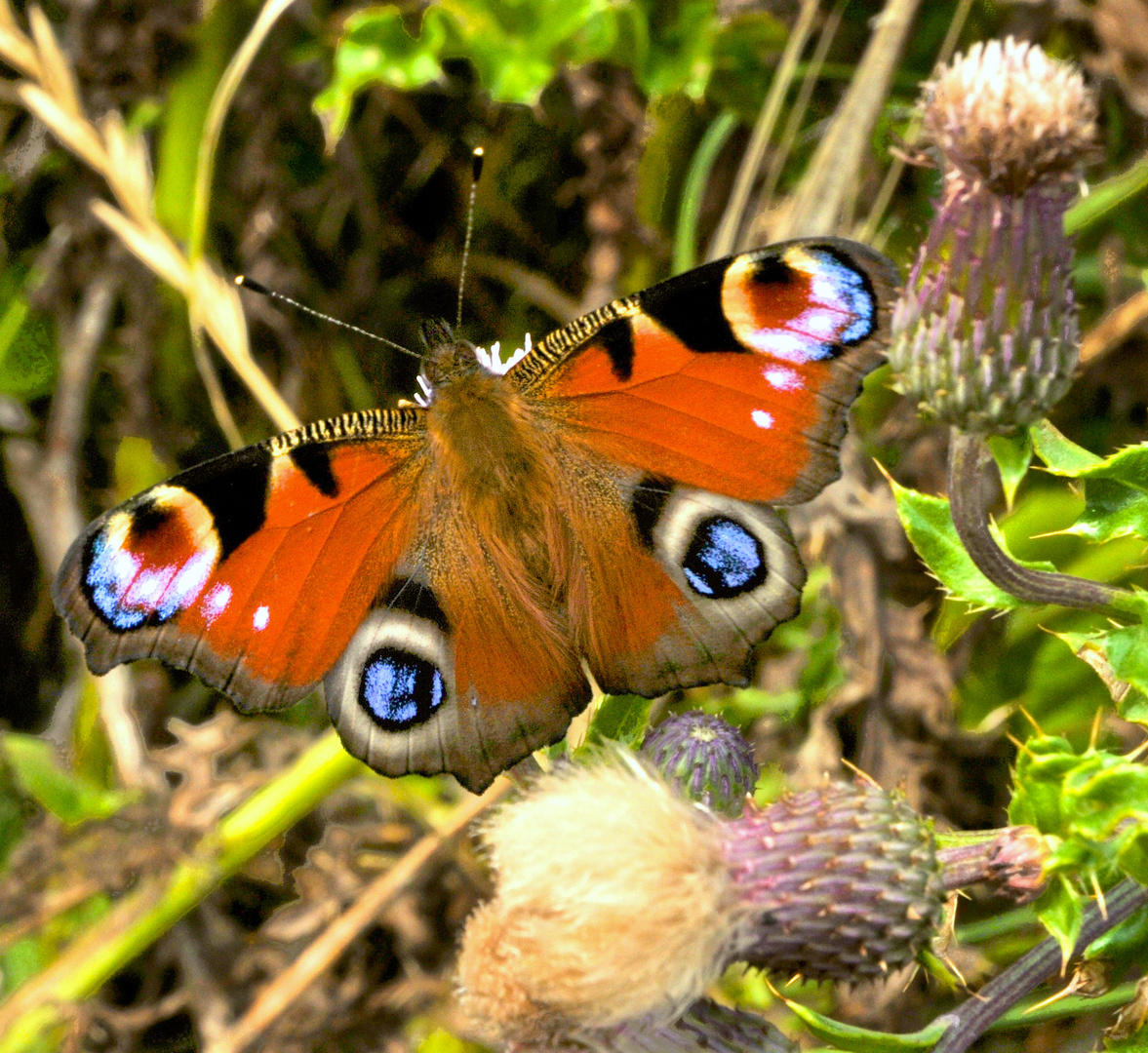 Peacock