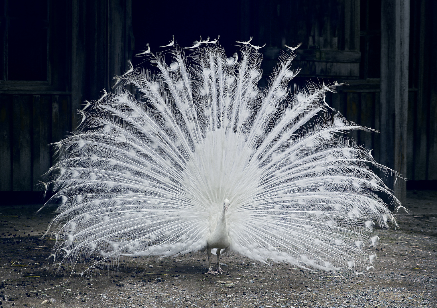 peacock a la neige*