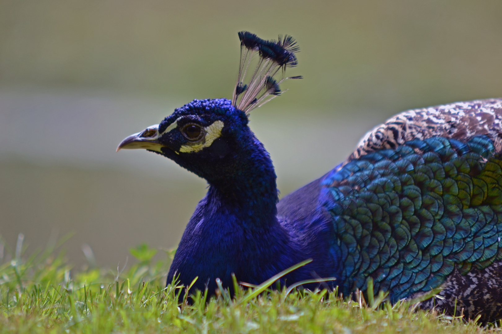 Peacock