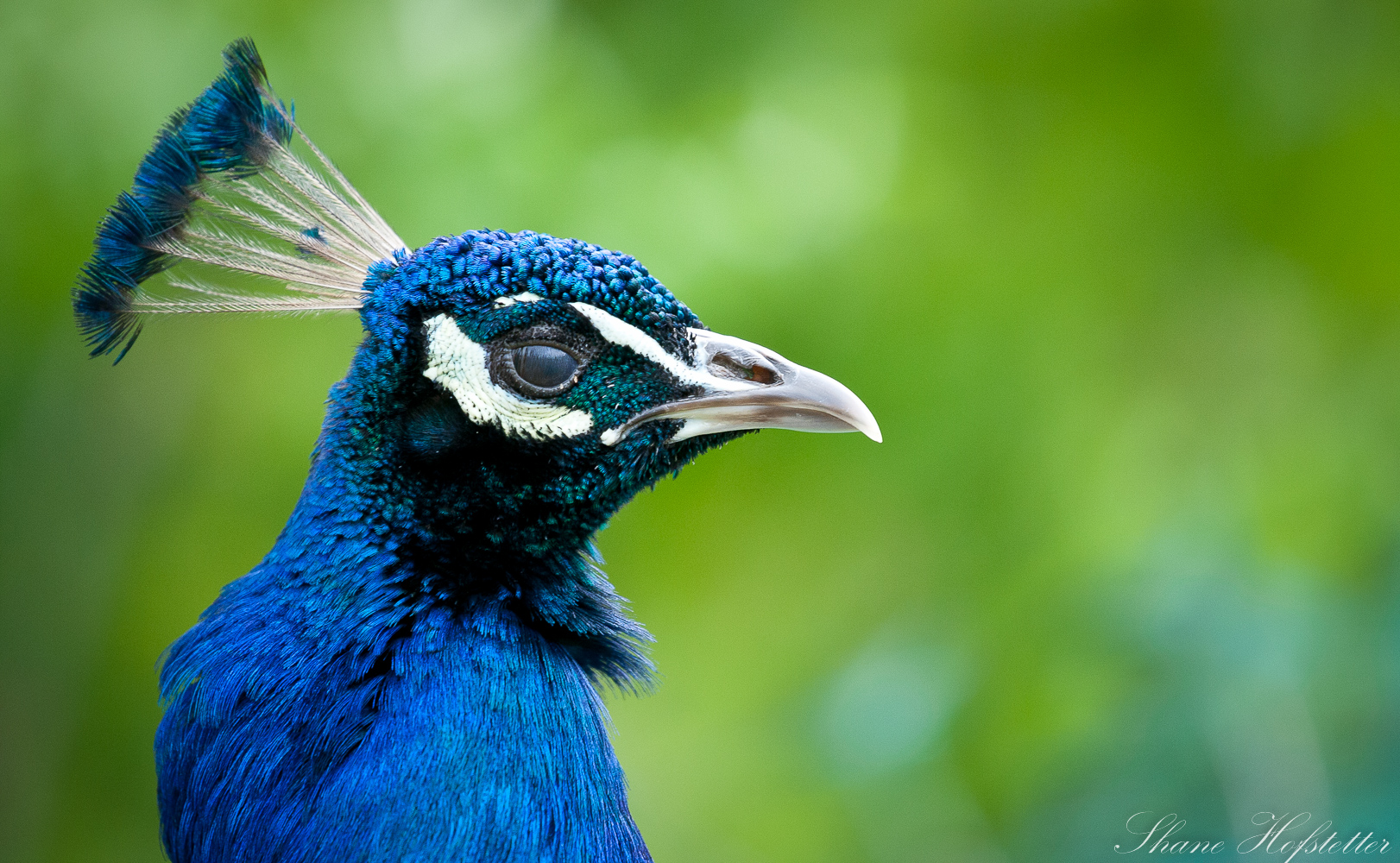 Peacock