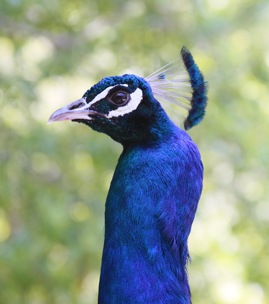 Peacock at Linn's Farm, Cambria, CA (Canon 50D on auto)