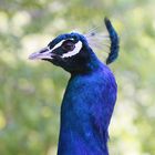 Peacock at Linn's Farm, Cambria, CA (Canon 50D on auto)