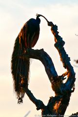 Peacock at sunset