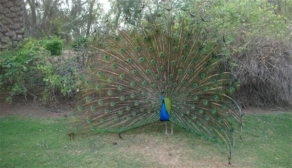 Peacock at Zabeel Palace