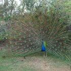 Peacock at Zabeel Palace