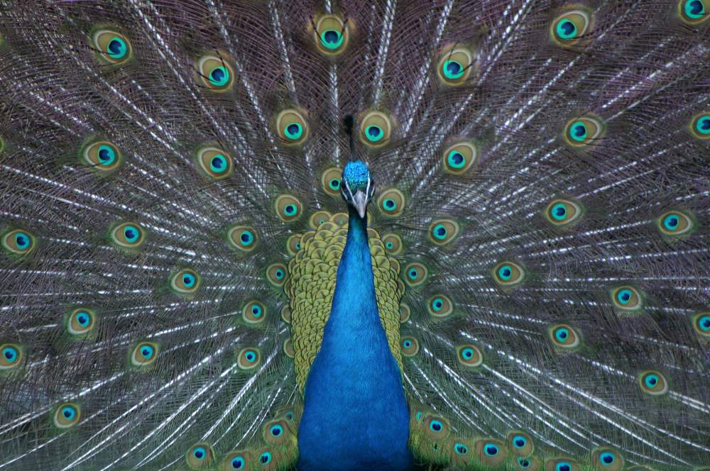 Peacock