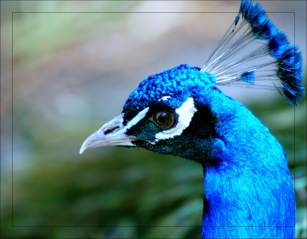 peacock.