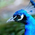 peacock.