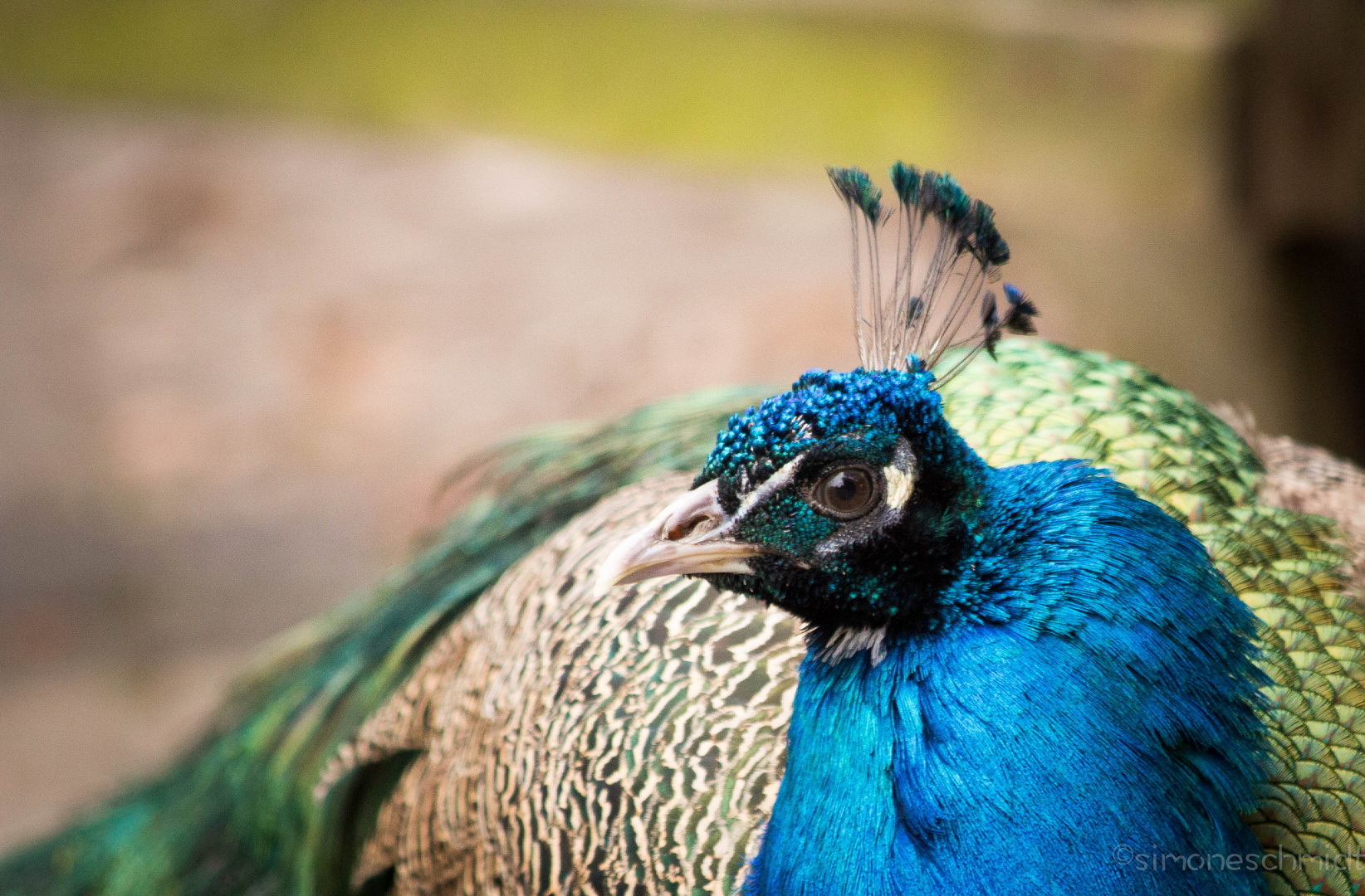 Peacock.