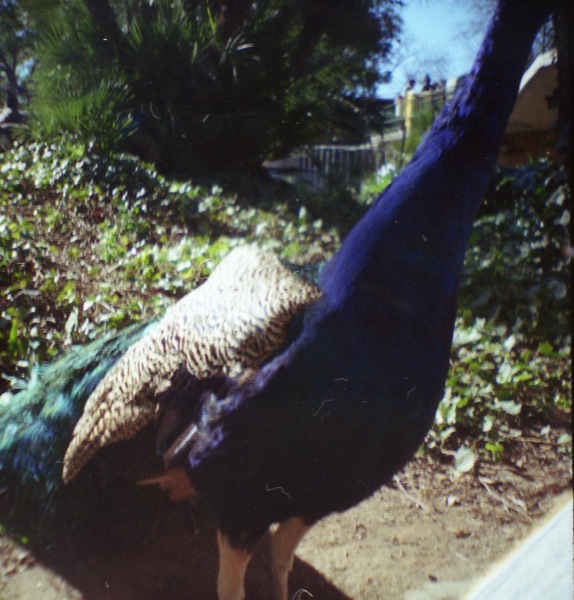 peacock blue