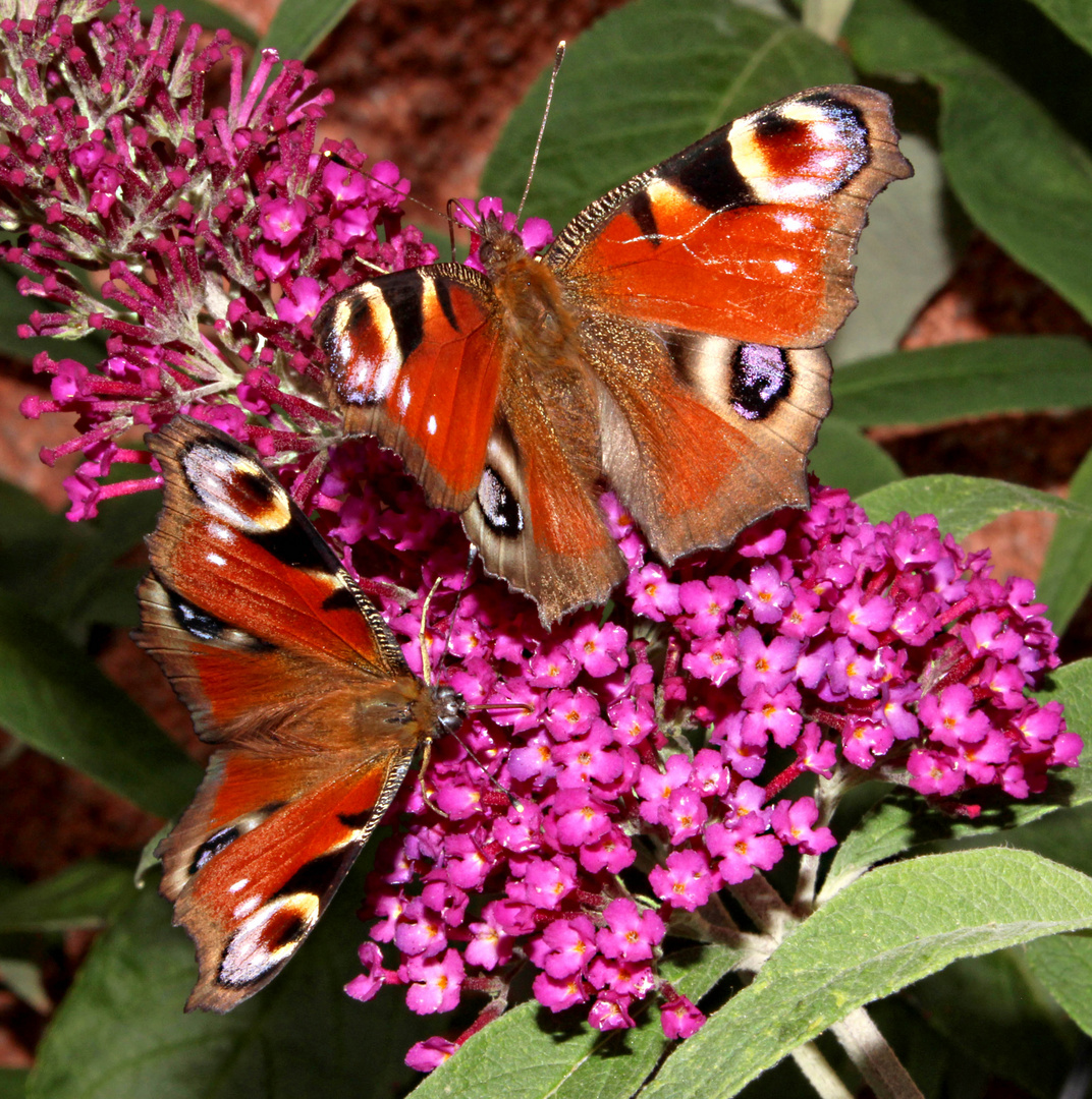 PEACOCK BUTTERFLIES