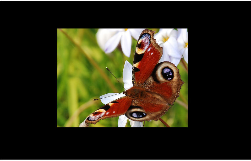 Peacock Butterfly