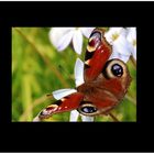 Peacock Butterfly