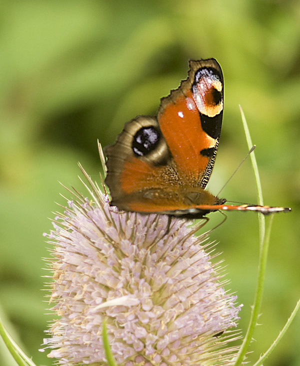 Peacock Butterfly