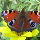 peacock butterfly