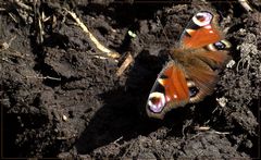 Peacock Butterfly