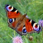 Peacock butterfly