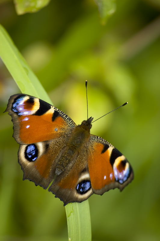 peacock butterfly