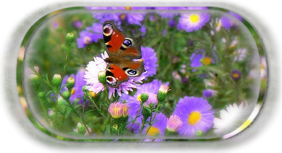 Peacock butterfly