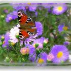 Peacock butterfly