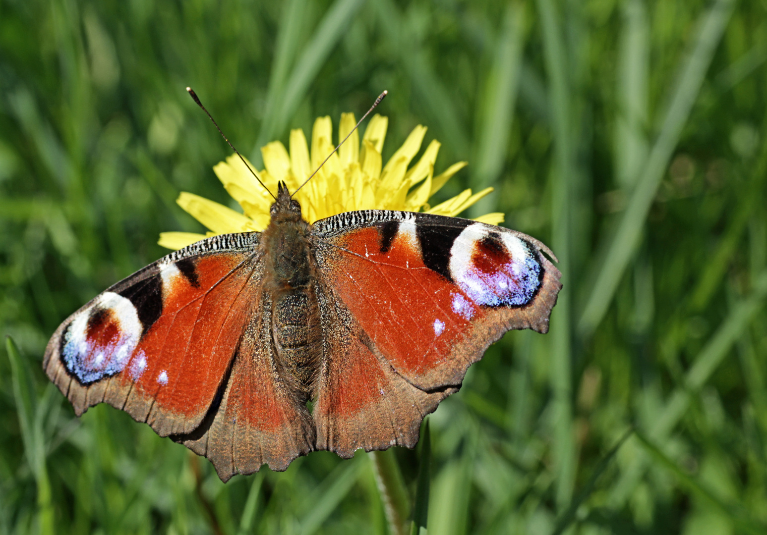 Peacock butterfly