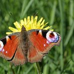 Peacock butterfly