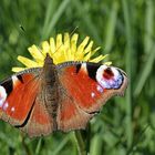 Peacock butterfly