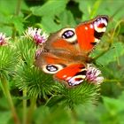 Peacock Butterfly