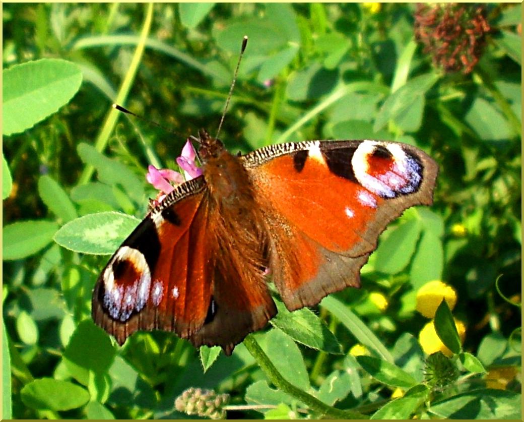 Peacock butterfly