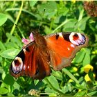 Peacock butterfly