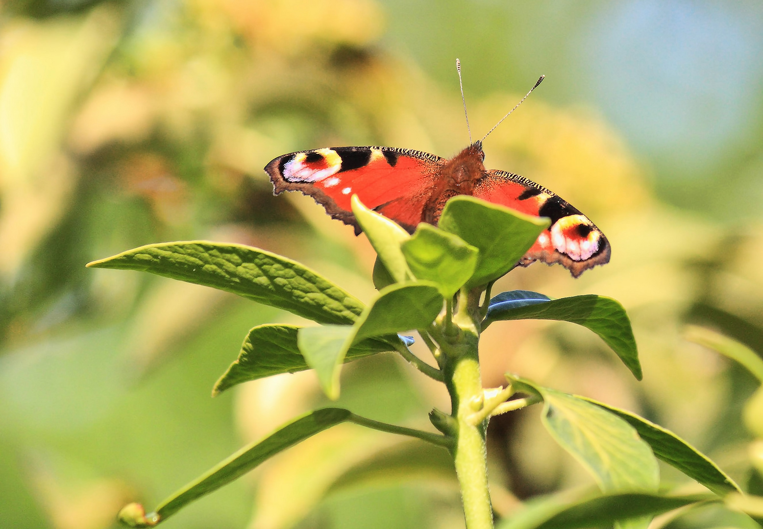 Peacock Butterfly