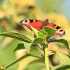 Peacock Butterfly