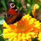 Peacock butterfly