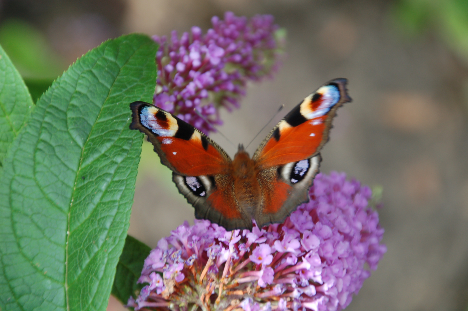 peacock butterfly