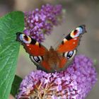 peacock butterfly