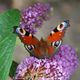 peacock butterfly