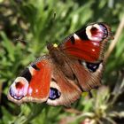 Peacock Butterfly - Aglais io