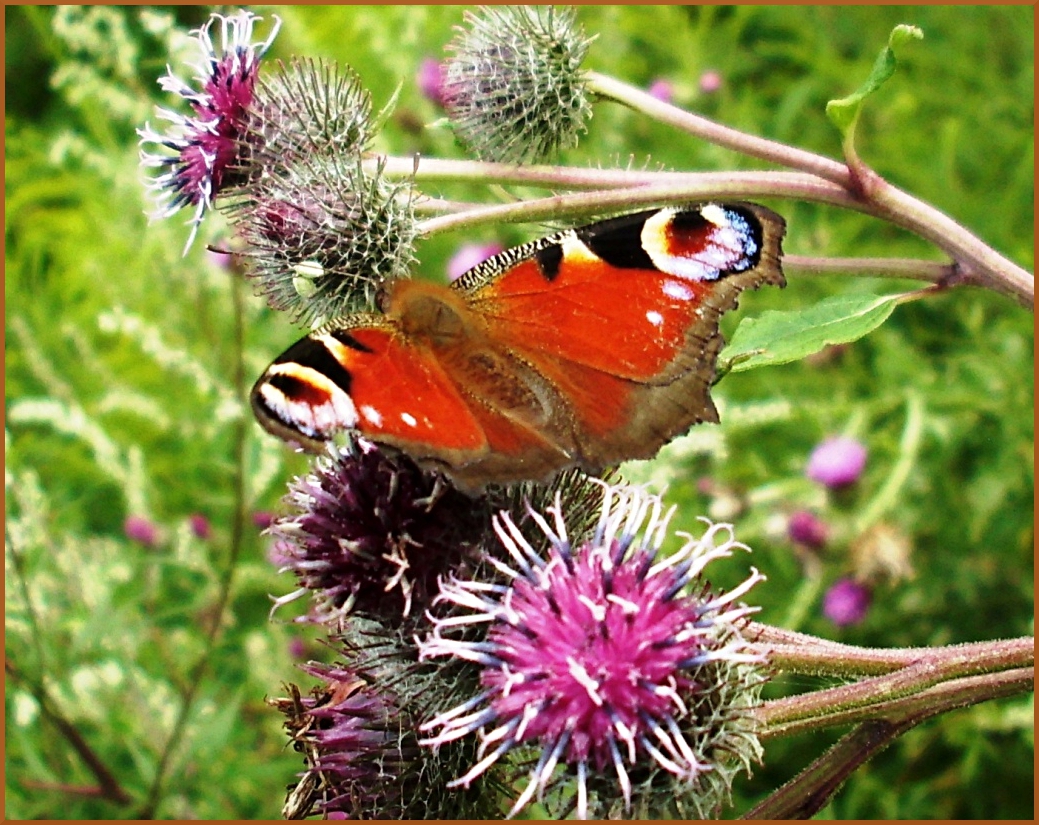 Peacock butterfly