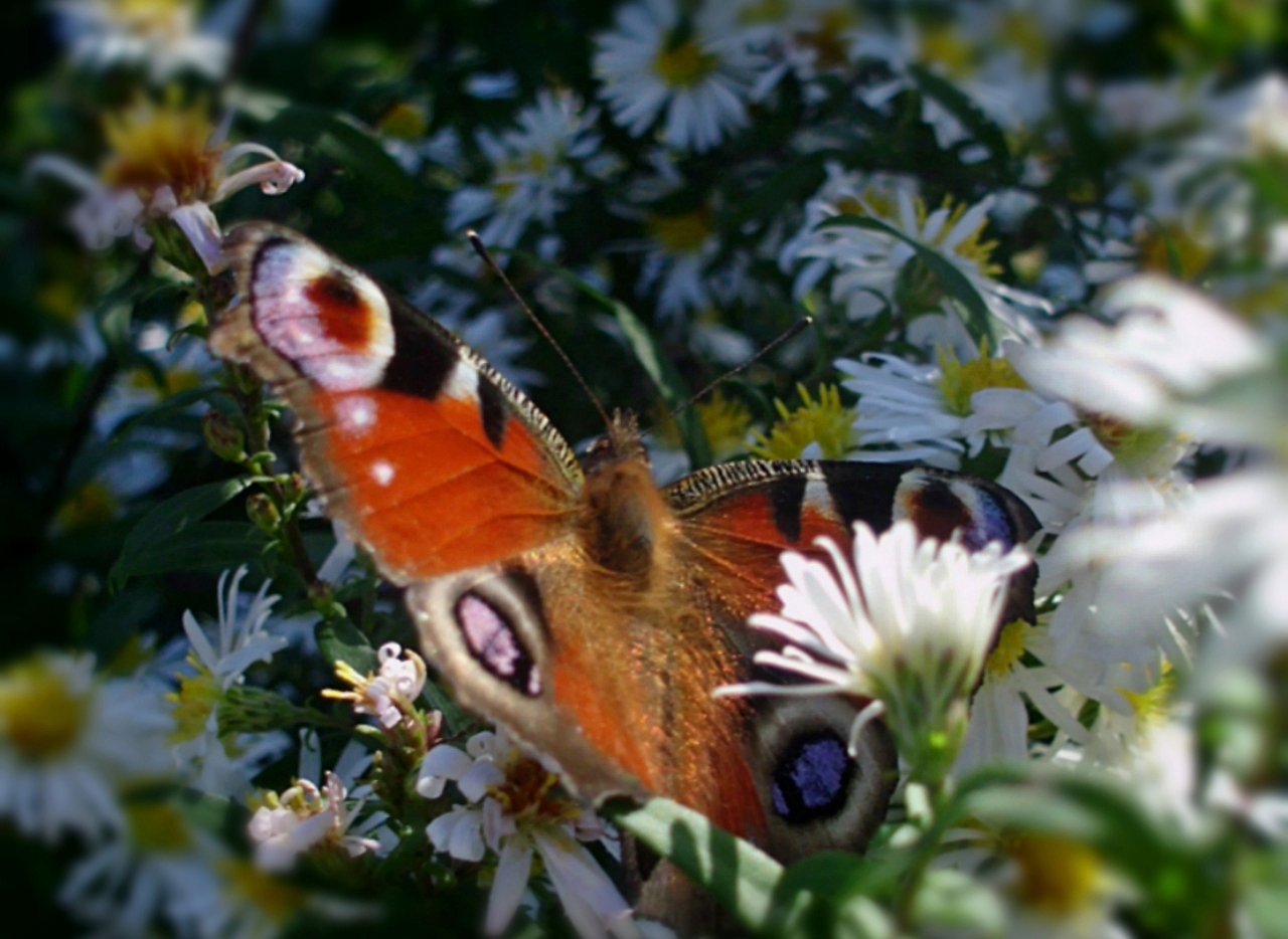 Peacock butterfly on asters