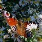 Peacock butterfly on asters