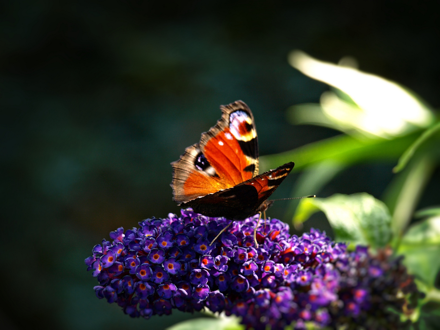 Peacock Butterfly on Buddleia