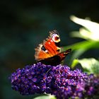 Peacock Butterfly on Buddleia