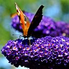 Peacock butterfly on buddleia (Tagpfauenauge auf Sommerflieder)