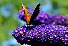 Peacock butterfly on buddleia (Tagpfauenauge auf Sommerflieder)