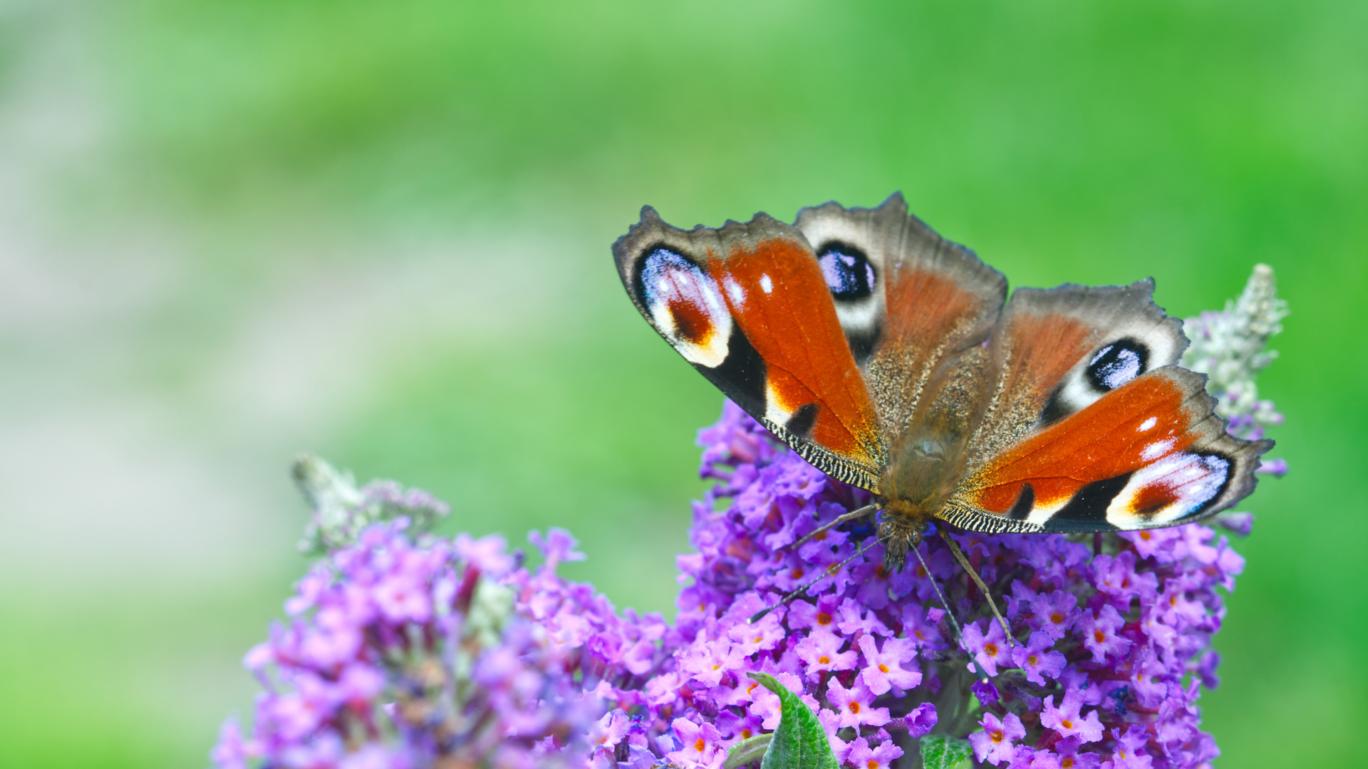 Peacock Butterfly / Tagpfauenauge